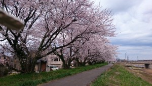 犀川川辺